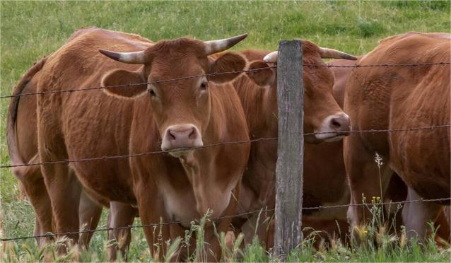 如何判断牛是否患有消化道疾病呢，你知道吗？